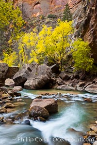 The Virgin River flows by autumn cottonwood trees, part of the Virgin River Narrows.  This is a fantastic hike in fall with the comfortable temperatures, beautiful fall colors and light crowds, Zion National Park, Utah