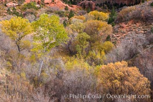 Fall Colors, Kolob Canyon, Zion National Park