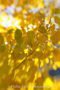 Aspen trees display Eastern Sierra fall colors, Lake Sabrina, Bishop Creek Canyon, Populus tremuloides, Bishop Creek Canyon, Sierra Nevada Mountains