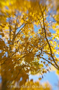 Quaking aspens turn yellow and orange as Autumn comes to the Eastern Sierra mountains, Bishop Creek Canyon, Populus tremuloides, Bishop Creek Canyon, Sierra Nevada Mountains