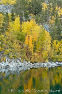 Aspen trees display Eastern Sierra fall colors, Lake Sabrina, Bishop Creek Canyon, Populus tremuloides, Bishop Creek Canyon, Sierra Nevada Mountains