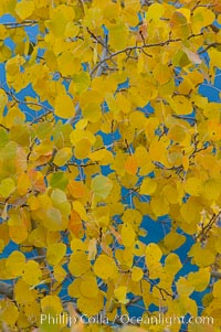 Aspen trees display Eastern Sierra fall colors, Lake Sabrina, Bishop Creek Canyon, Populus tremuloides, Bishop Creek Canyon, Sierra Nevada Mountains