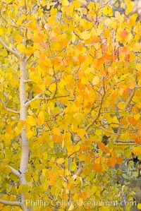 Aspen trees display Eastern Sierra fall colors, Lake Sabrina, Bishop Creek Canyon, Populus tremuloides, Bishop Creek Canyon, Sierra Nevada Mountains