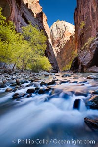 Yellow cottonwood trees in autumn, fall colors in the Virgin River Narrows in Zion National Park.