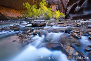 Cottonwood trees along the Virgin River, with flowing water and sandstone walls, in fall, Virgin River Narrows, Zion National Park, Utah