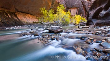Cottonwood trees along the Virgin River, with flowing water and sandstone walls, in fall, Virgin River Narrows, Zion National Park, Utah