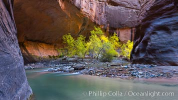 Flowing water and fall cottonwood trees, along the Virgin River in the Zion Narrows in autumn, Virgin River Narrows, Zion National Park, Utah