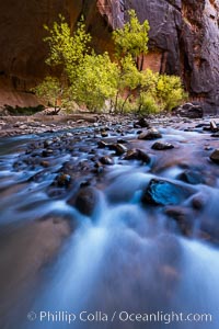 Fall Colors in the Virgin River Narrows, Zion National Park, Utah