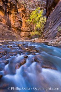 Fall Colors in the Virgin River Narrows, Zion National Park, Utah