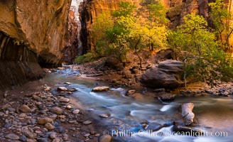 Fall Colors in the Virgin River Narrows, Zion National Park, Utah