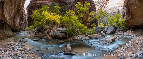 Fall Colors in the Virgin River Narrows, Zion National Park, Utah