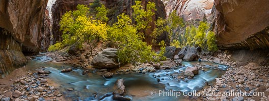 Fall Colors in the Virgin River Narrows, Zion National Park, Utah