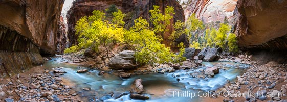 Fall Colors in the Virgin River Narrows, Zion National Park, Utah