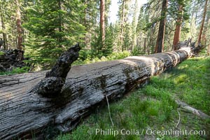 The Fallen Monarch tree. Giant sequoia trees (Sequoiadendron giganteum), roots spreading outward at the base of each massive tree, rise from the shaded forest floor. Mariposa Grove, Yosemite National Park