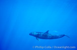 False killer whale, Pseudorca crassidens, Lanai