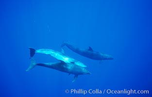 False killer whale, Pacific bottlenose dolphin, Pseudorca crassidens, Tursiops truncatus, Lanai