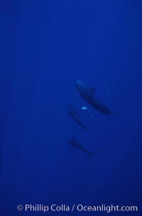 False killer whale, Pseudorca crassidens, Lanai