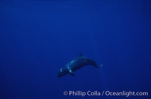 False killer whale, Pseudorca crassidens, Lanai