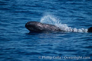 False killer whale, Pseudorca crassidens, Lanai