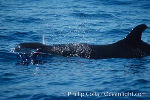 False killer whale, Pseudorca crassidens, Lanai