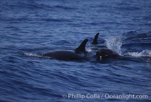 False killer whale, Pseudorca crassidens, Lanai