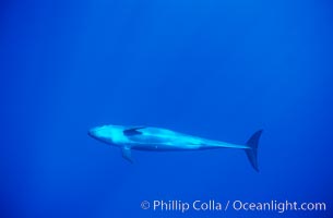 False killer whale, Pseudorca crassidens, Lanai