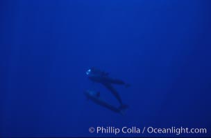 False killer whale, Pseudorca crassidens, Lanai