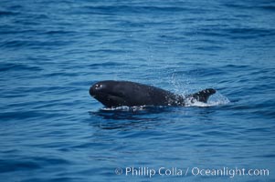 False killer whale. Lanai, Hawaii, USA, Pseudorca crassidens, natural history stock photograph, photo id 04567