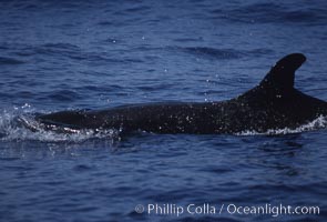 False killer whale. Lanai, Hawaii, USA, Pseudorca crassidens, natural history stock photograph, photo id 04570
