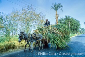 Farmer, donkey and cart, Luxor, Egypt