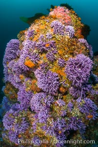 Submarine Reef with Hydrocoral and Invertebrates, Farnsworth Banks, Catalina Island. California, USA, Allopora californica, Stylaster californicus, natural history stock photograph, photo id 34188