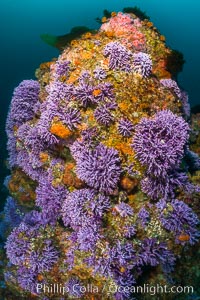 Submarine Reef with Hydrocoral and Invertebrates, Farnsworth Banks, Catalina Island, Allopora californica, Stylaster californicus