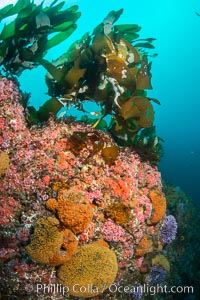 Submarine Reef with Bryozoan clusters, Hydrocoral and Invertebrates, Farnsworth Banks, Catalina Island, Allopora californica, Corynactis californica, Stylaster californicus