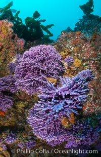 Submarine Reef with Hydrocoral and Invertebrates, Farnsworth Banks, Catalina Island, Allopora californica, Stylaster californicus