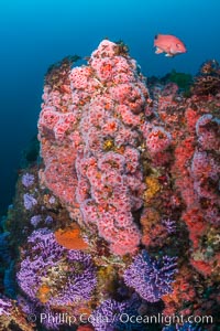 Submarine Reef with Hydrocoral and Corynactis Anemones, Farnsworth Banks, Catalina Island