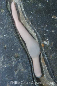 Fat innkeeper worm, seen in a cross section view of its habitat, an underwater hole, Urechis caupo