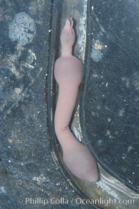 Fat innkeeper worm, seen in a cross section view of its habitat, an underwater hole, Urechis caupo