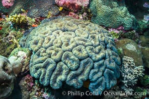 Favia maxima, a species of stony reef-building coral, Fiji
