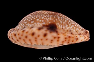 Fawn Cowrie, Cypraea nebrites