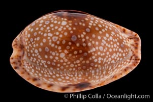 Fawn Cowrie, Cypraea nebrites