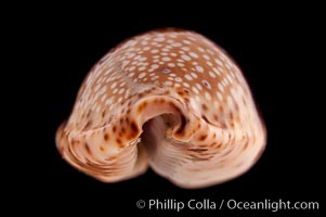 Fawn Cowrie, Cypraea nebrites