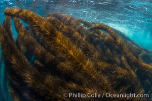 Feather boa kelp covers a rocky reef, Catalina Island