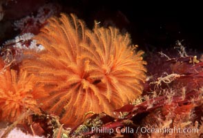 Feather duster worm, Eudistylia polymorpha, San Miguel Island