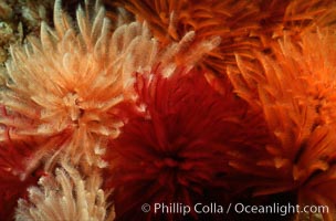 Feather duster worms, Eudistylia polymorpha, San Miguel Island