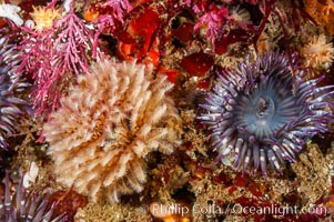 Feather duster worm (left) and aggregating sea anemone (right). Santa Barbara Island, California, USA, Anthopleura elegantissima, Eudistylia polymorpha, natural history stock photograph, photo id 10161