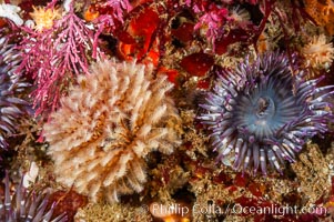 Feather duster worm (left) and aggregating sea anemone (right), Anthopleura elegantissima, Eudistylia polymorpha, Santa Barbara Island