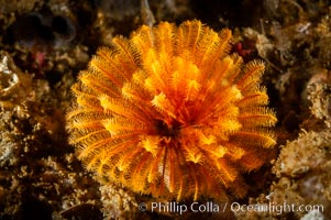 Feather duster worm extends from its hole in the reef to capture food floating by in the current, San Nicholas Island Island, Eudistylia polymorpha