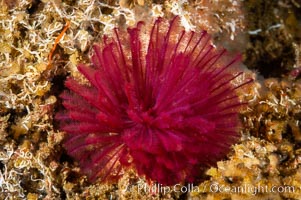 Feather duster worm extends from its hole in the reef to capture food floating by in the current, San Nicholas Island Island, Eudistylia polymorpha