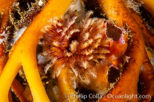 Feather duster worm extends from its hole in the reef to capture food floating by in the current.  Its hole is nestled between several holdfast stipes of giant kelp.  San Nicholas Island Island, Eudistylia polymorpha, Macrocystis pyrifera