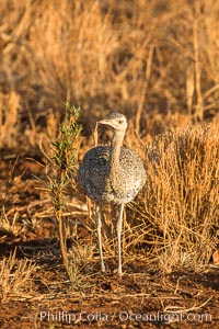 Female black-bellied bustard, Meru National Park, Kenya, Lissotis melanogaster